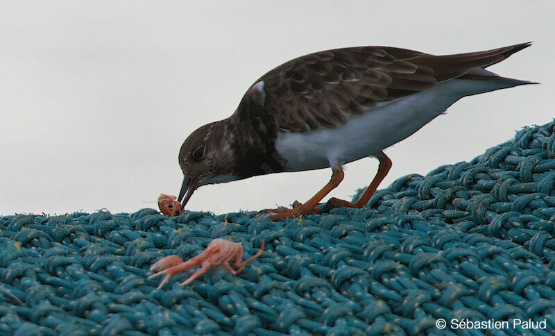 Ruddy Turnstone