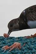 Ruddy Turnstone