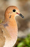 Zenaida Dove