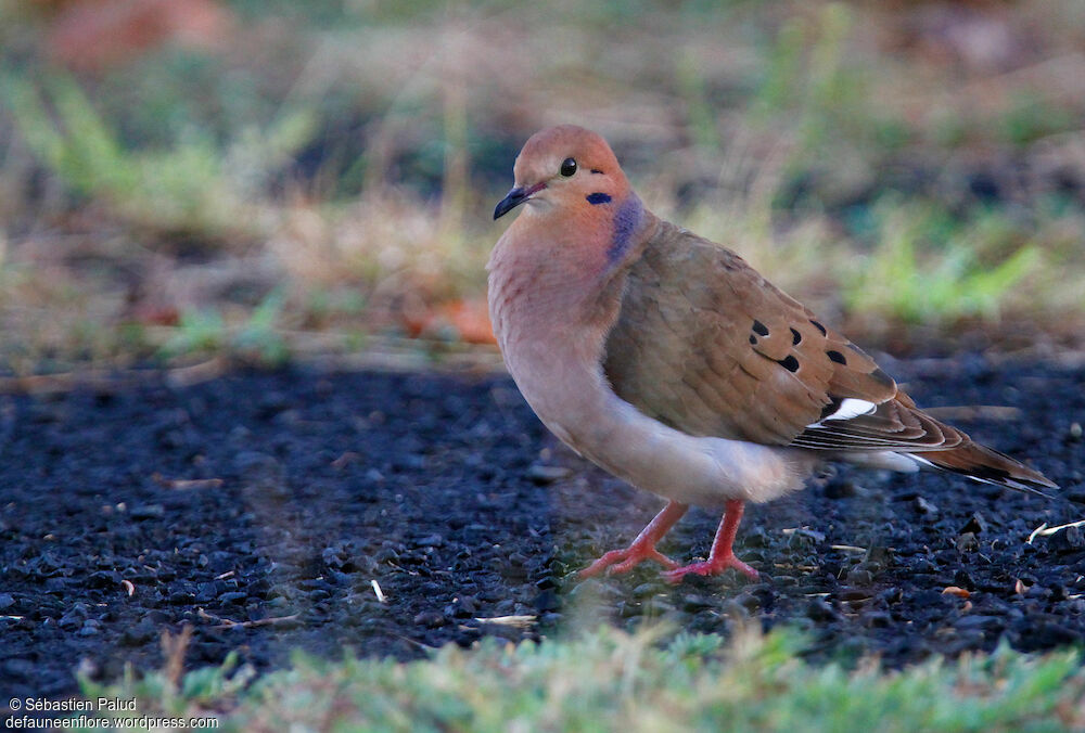 Zenaida Dove