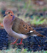 Zenaida Dove