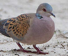 European Turtle Dove