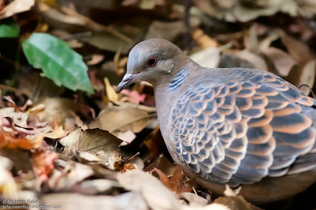 Oriental Turtle Doveadult, identification