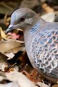 Oriental Turtle Dove