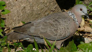 Spotted Dove