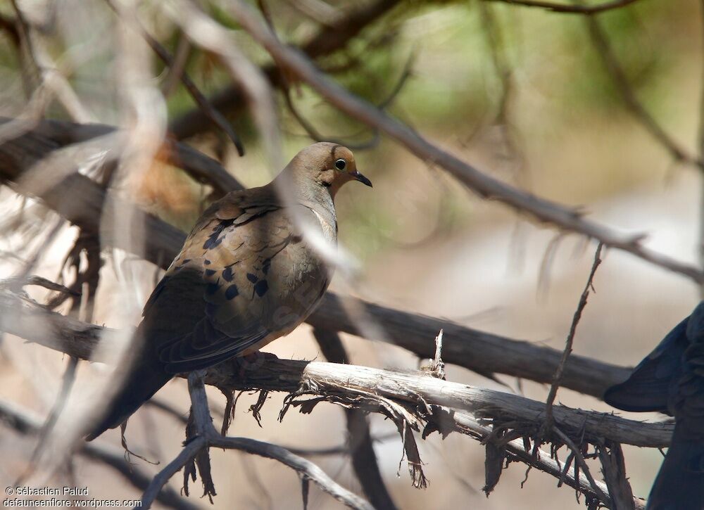 Mourning Dove