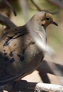 Mourning Dove