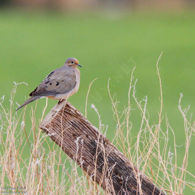 Mourning Dove male adult breeding, identification