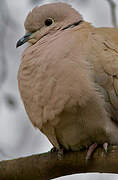 Eurasian Collared Dove