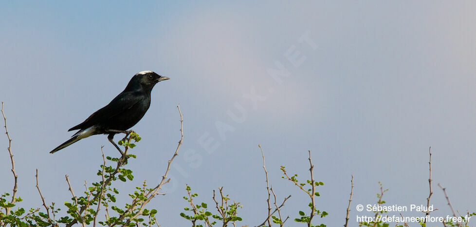 White-crowned Wheatear