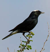 White-crowned Wheatear