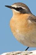 Northern Wheatear