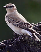 Northern Wheatear