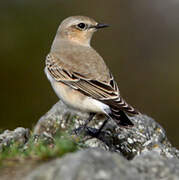 Northern Wheatear