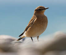 Northern Wheatear