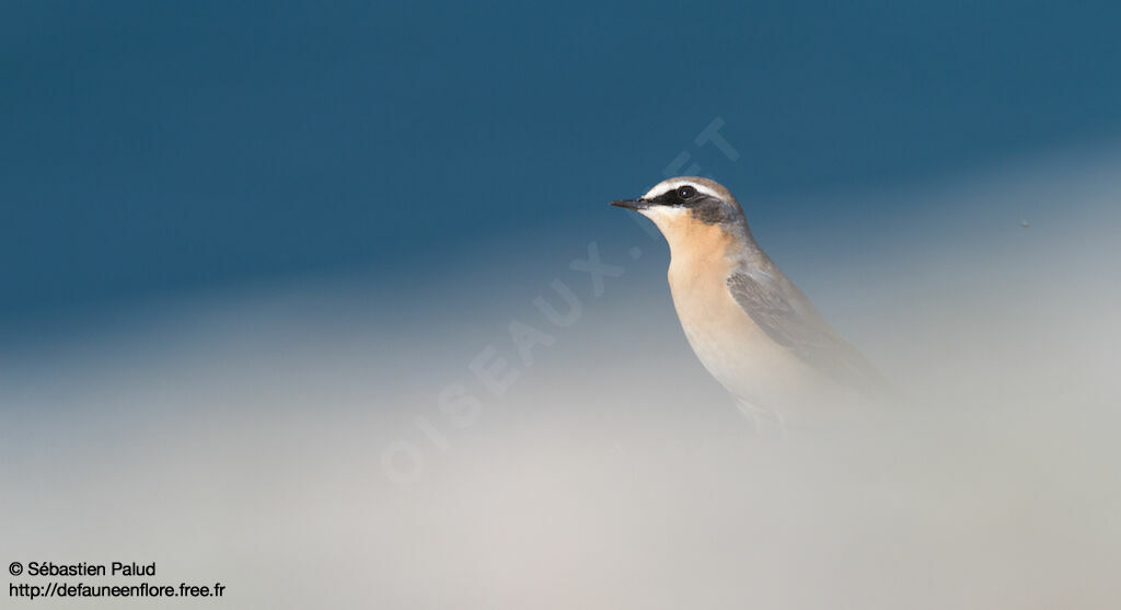 Northern Wheatear