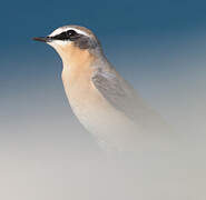 Northern Wheatear