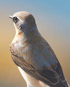 Northern Wheatear