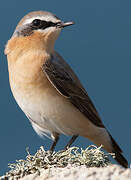 Northern Wheatear