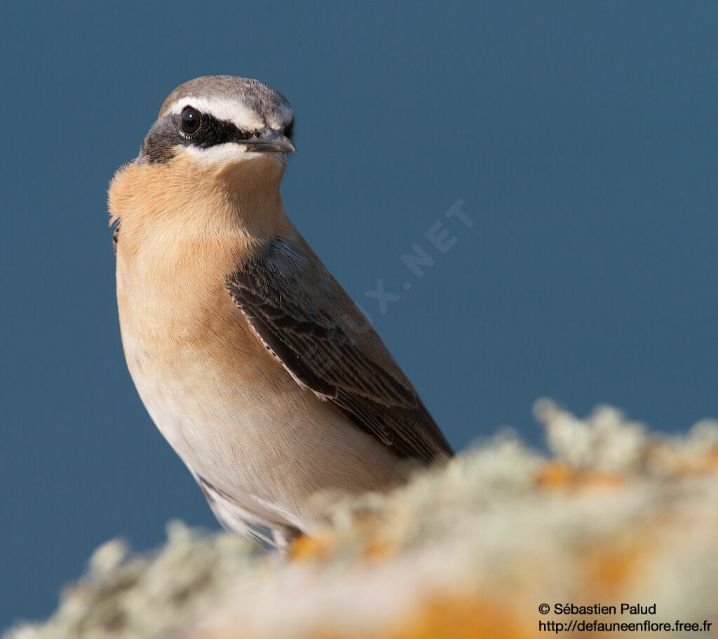 Northern Wheatear