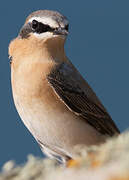 Northern Wheatear