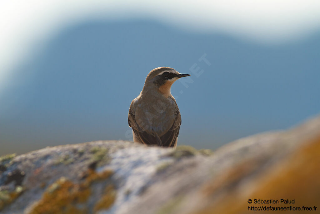 Northern Wheatear