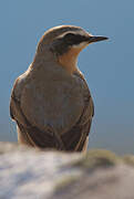 Northern Wheatear