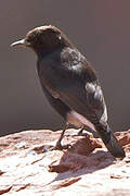 Black Wheatear