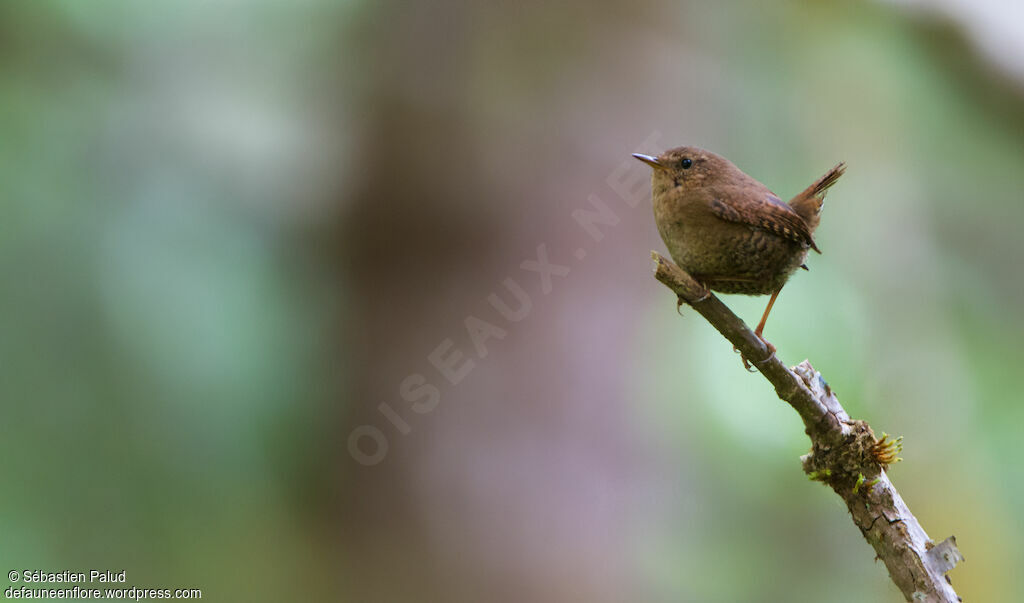 Pacific Wrenadult, identification