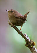 Pacific Wren