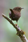 Pacific Wren