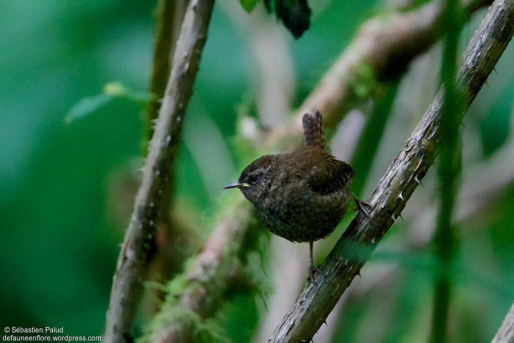 Pacific Wrenjuvenile, identification