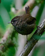 Pacific Wren