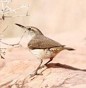 Rock Wren