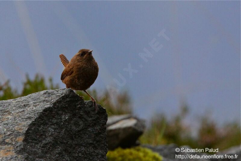 Troglodyte mignon