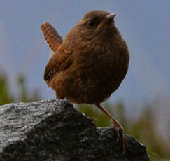 Troglodyte mignon