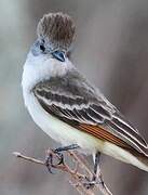 Ash-throated Flycatcher