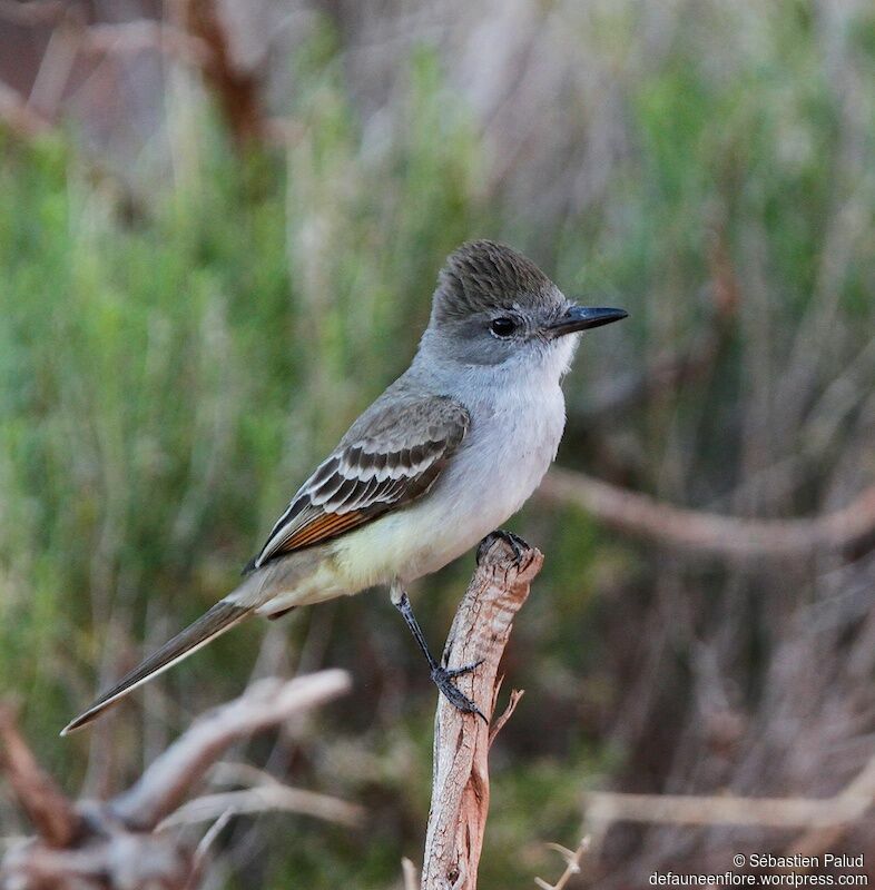 Ash-throated Flycatcher