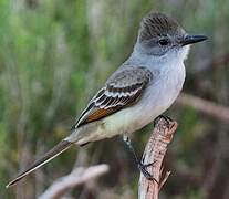 Ash-throated Flycatcher