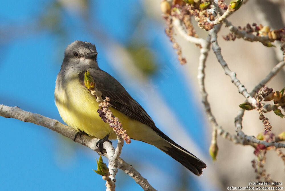 Western Kingbirdadult