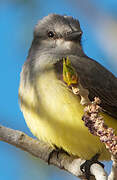 Western Kingbird