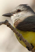 Western Kingbird