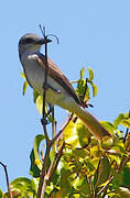 Grey Kingbird