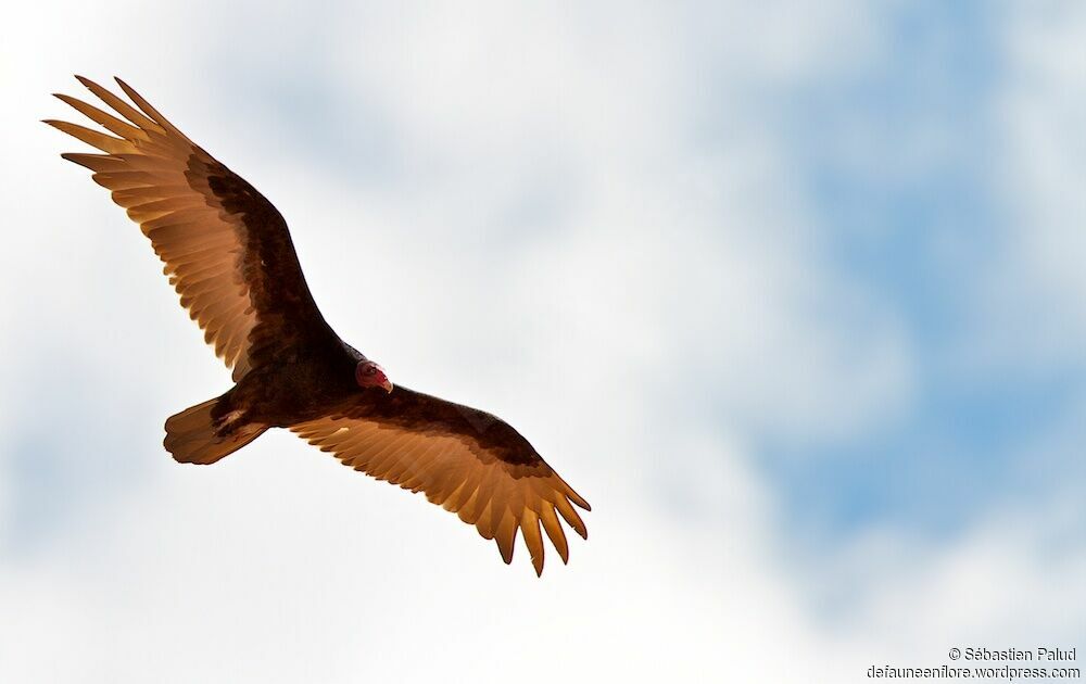 Turkey Vulture