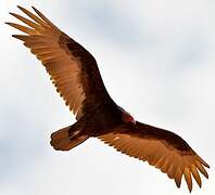 Turkey Vulture