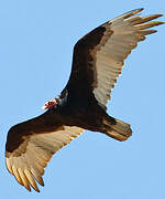 Turkey Vulture