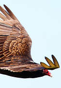 Turkey Vulture