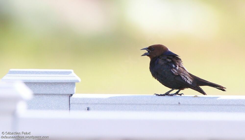 Brown-headed Cowbird male adult