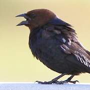 Brown-headed Cowbird