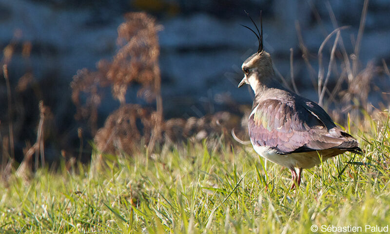 Northern Lapwing